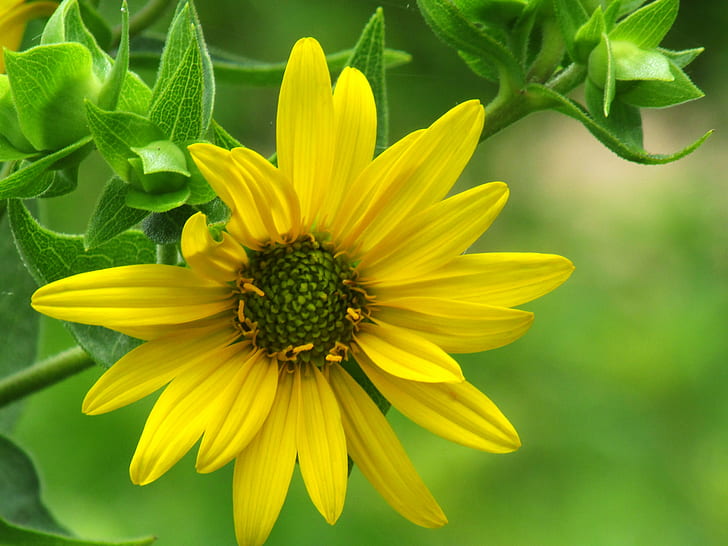 Giant Sunflower, summer, wildflowers, closeup, macro Free HD Wallpaper