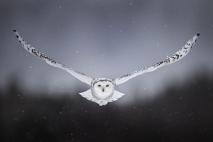 Great Snowy Owl, background, snowy owl, wings, owl Free HD Wallpaper