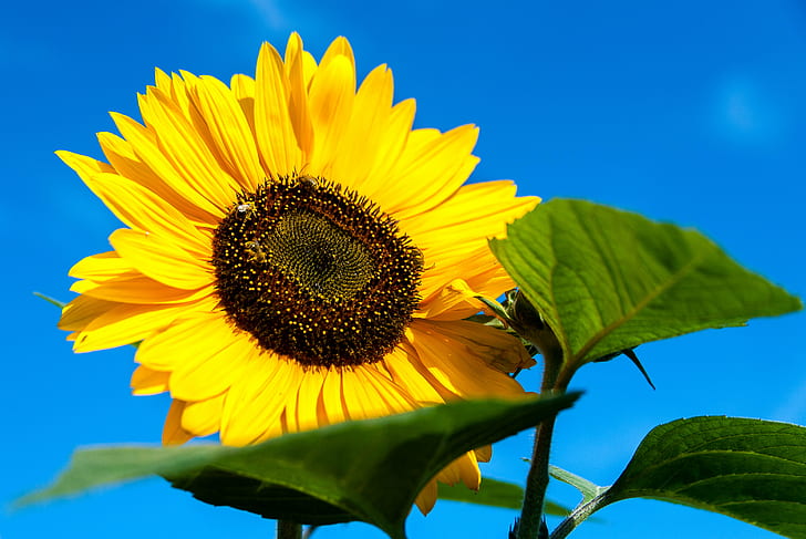 High Resolution Sunflower, rural scene, eastern promenade, sunlight, maine Free HD Wallpaper