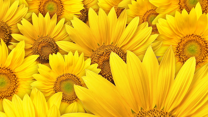 High Resolution Sunflower, stem, sky, close, seed Free HD Wallpaper