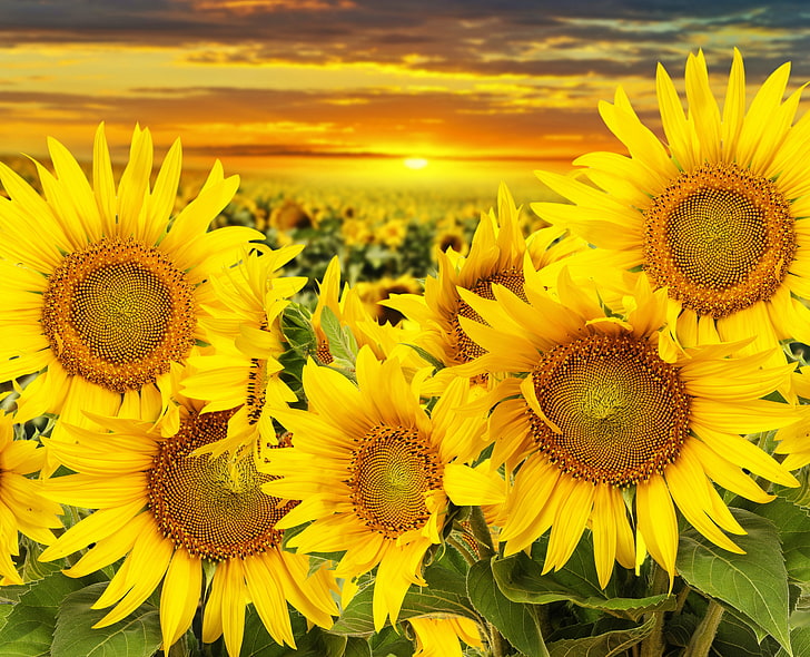 High Resolution Sunflower, sunlight, botany, inflorescence, multi colored Free HD Wallpaper