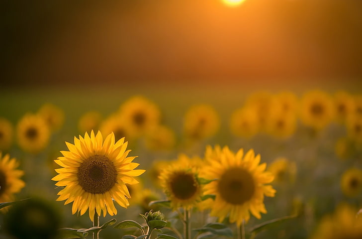 High Resolution Yellow Flowers, petal, nature, vulnerability, pollen Free HD Wallpaper