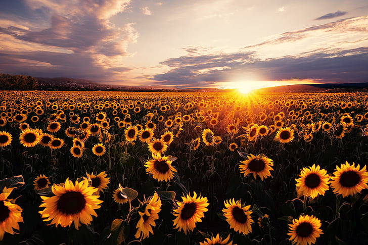 Kansas Sunflower, field, flowers, nature, summer Free HD Wallpaper