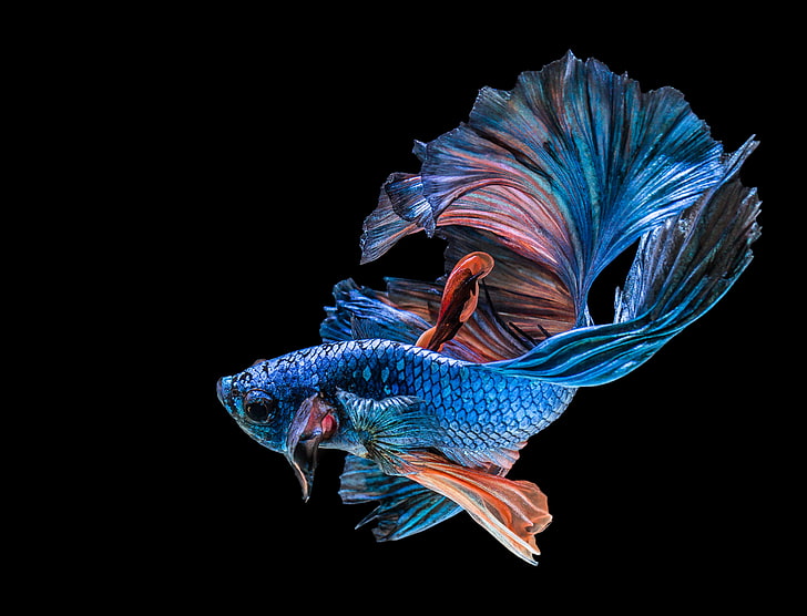 Male Betta Fish, closeup, bird, siamese fighting fish, multi colored Free HD Wallpaper