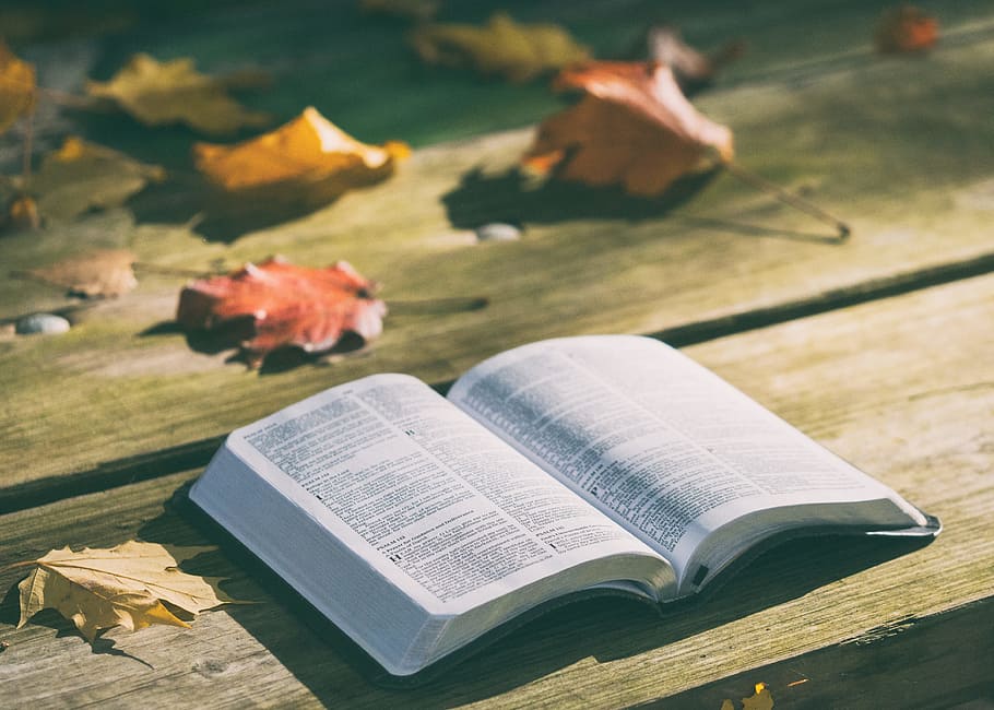 Open Bible with Cross, selective focus, leaf, leafe, plant part Free HD Wallpaper