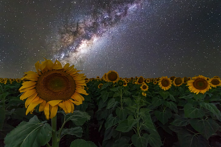 Orange Sunflower, outdoors, no people, flowering plant, petal