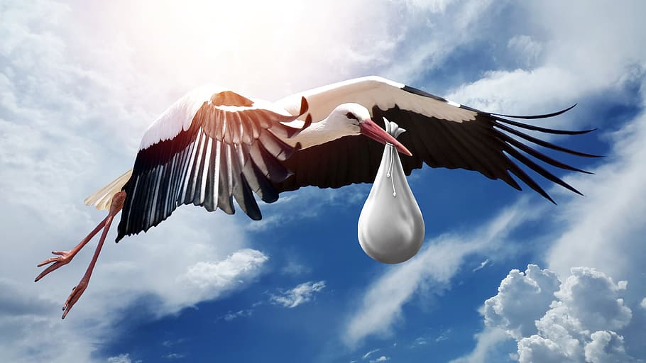 Printable Stork with Baby, origin, in flight, birth, son Free HD Wallpaper