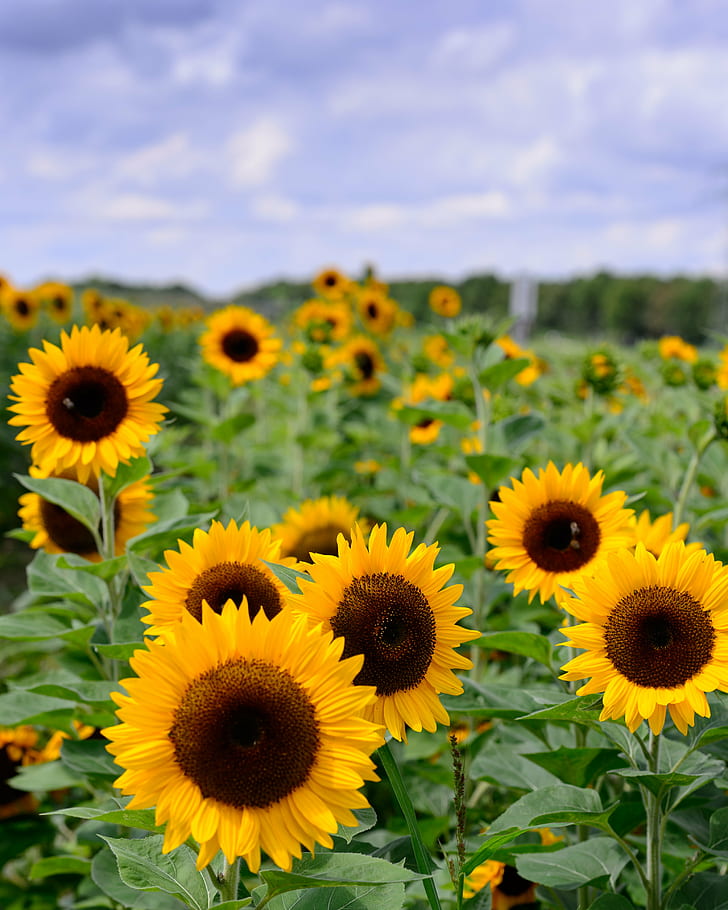 Purple Sunflower, outdoors, nature, nikon  d4, rural scene Free HD Wallpaper