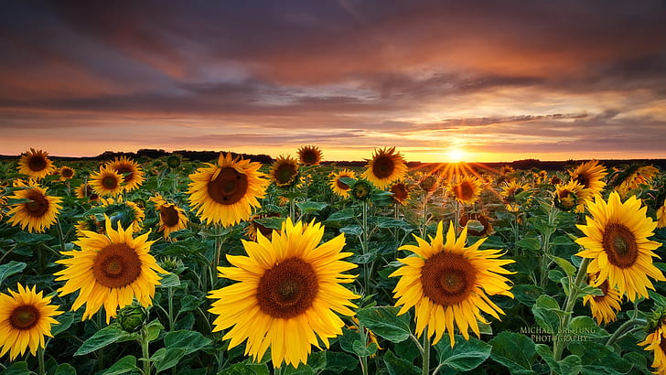 Purple Sunflower, plant, flower, nature, sunflower Free HD Wallpaper