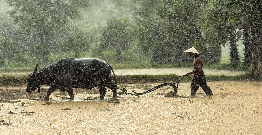 Rainy Season Activities, pathetic, culture, full length, thailand