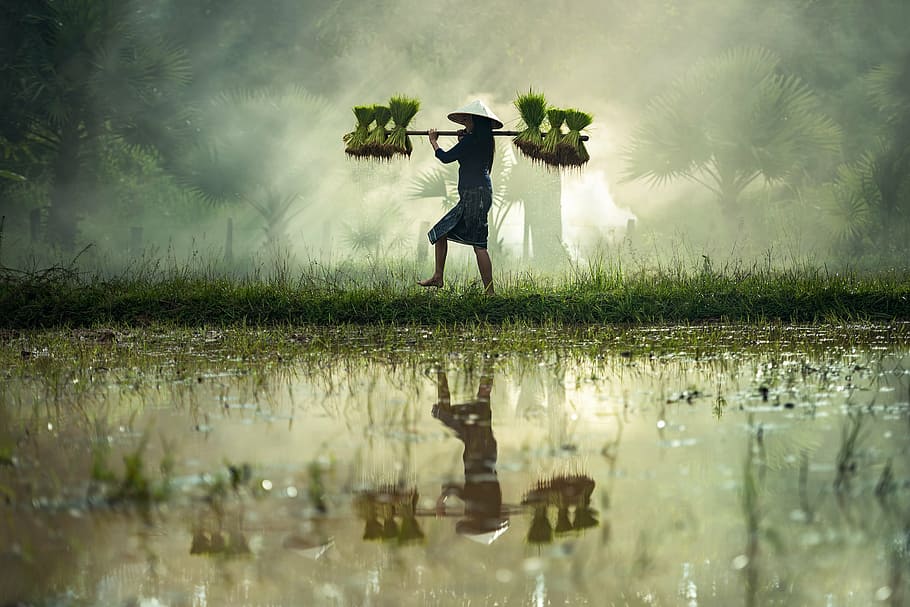 Rice Farmer, cambodia, cultivate, vietnamese, countryside Free HD Wallpaper