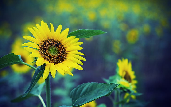 spring, sunflower, yellow, background Free HD Wallpaper