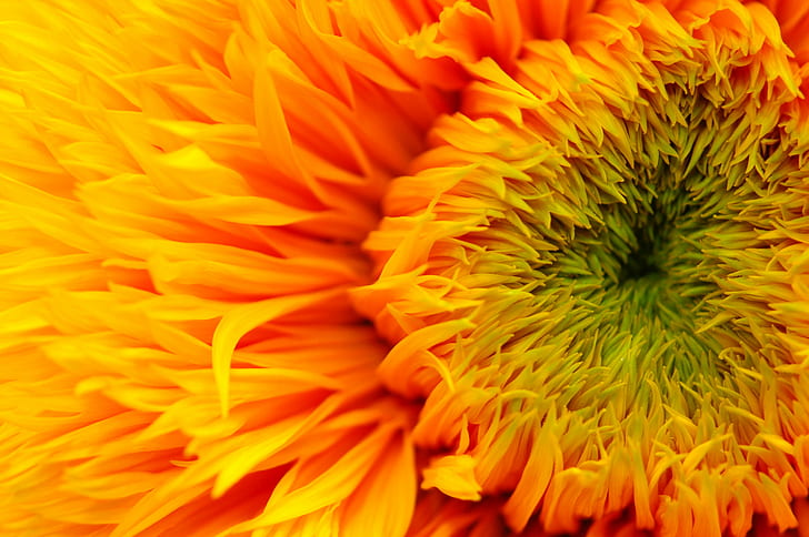 Summer Sunflowers, faves, mighty, nikon  d70, petals Free HD Wallpaper