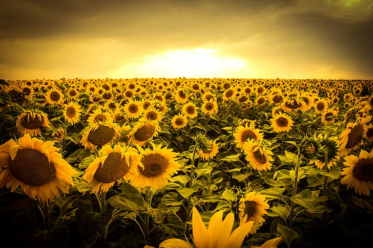 Sunflower and Sunrise, outdoors, sunlight, yellow, growth Free HD Wallpaper