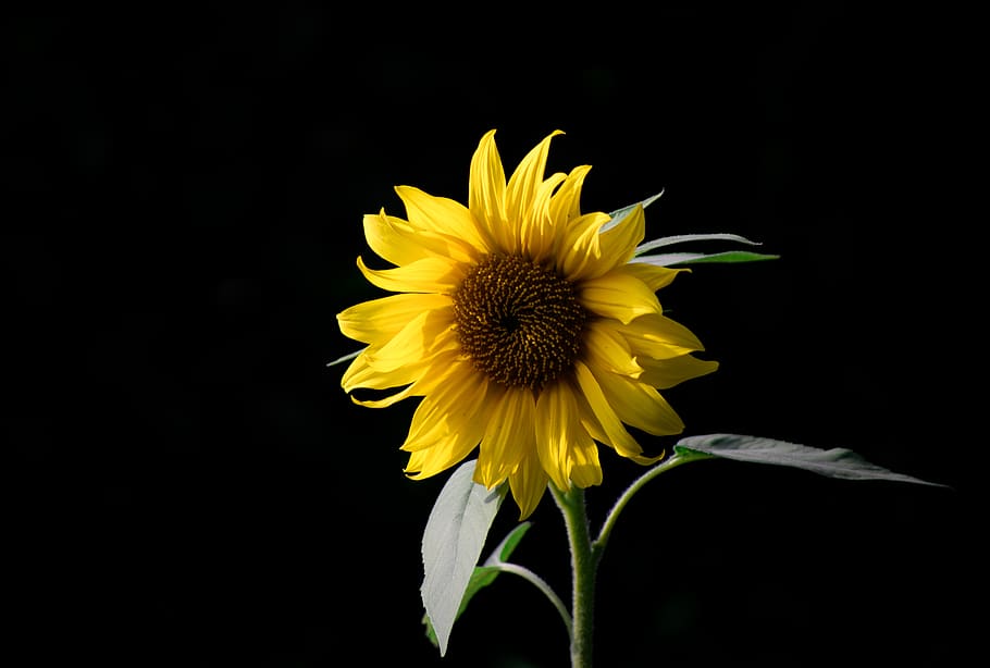 Sunflower, beauty in nature, growth, sunflower, petal Free HD Wallpaper