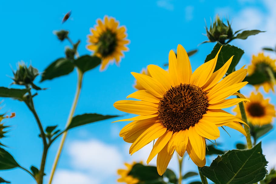 Sunflower Computer Free, petal, outdoors, hd wallpaper, nature Free HD Wallpaper