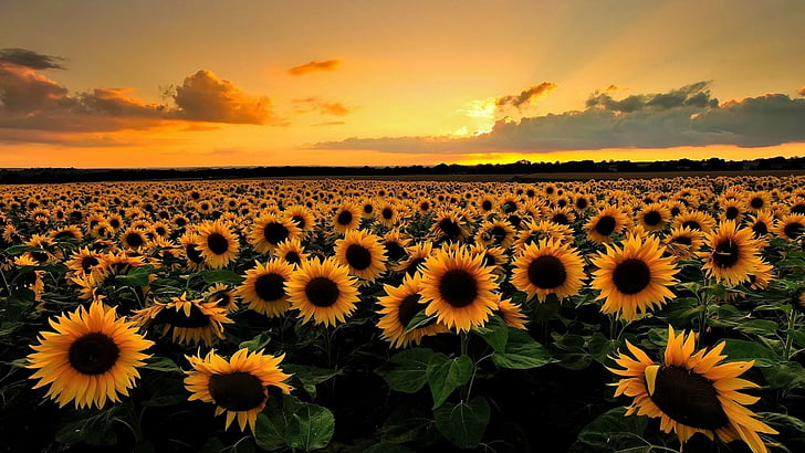 Sunflower Field HD, evening, rural area, landscape, field Free HD Wallpaper