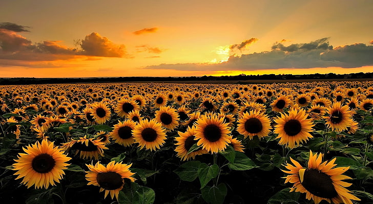 Sunflower Field Photography, orange color, yellow, freshness, pollen Free HD Wallpaper