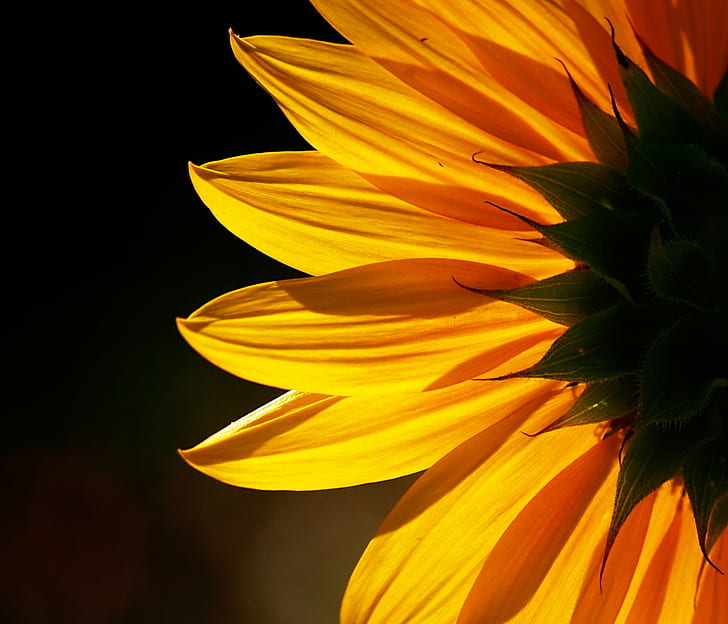 SUNFLOWER Field, summer, flower head, single flower, backlit