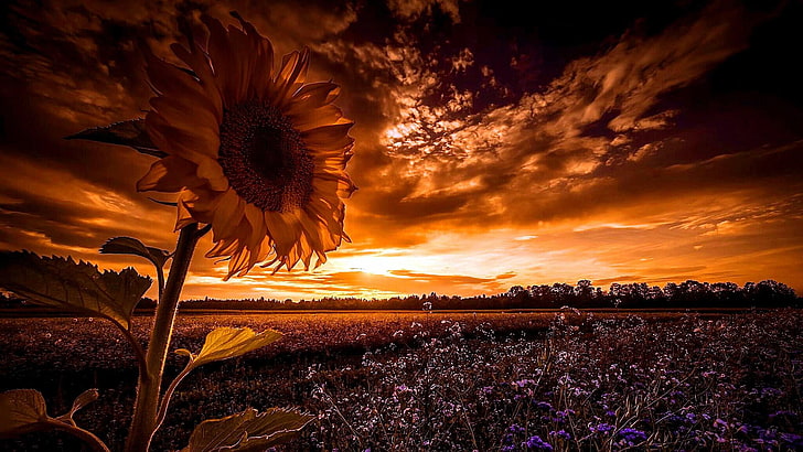 Sunflower Field with Sunset Pink, nature, plant, outdoors, scenics  nature Free HD Wallpaper