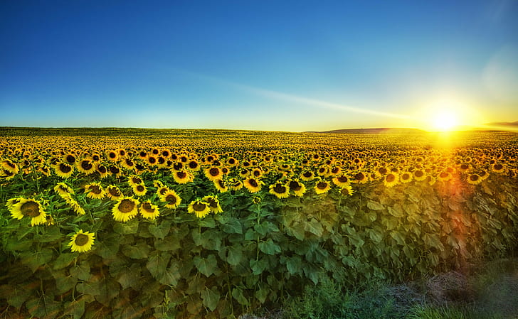 Sunflower Fields in Tuscany, photographer, composition, reflections, fun Free HD Wallpaper