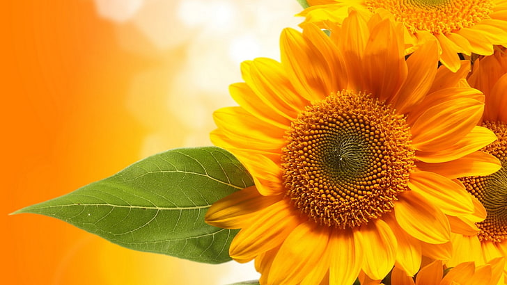 Sunflower, freshness, beautiful nature  for desktop background 1920x1080, plant, pollen Free HD Wallpaper