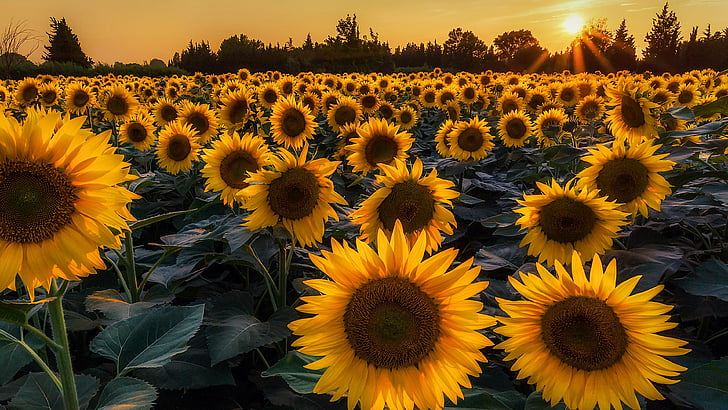 Sunflower HD, field, flower, plant, summer Free HD Wallpaper