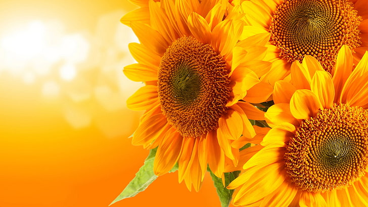 Sunflower HD, head, organic, growth, stem Free HD Wallpaper