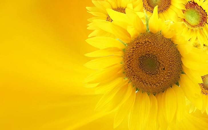 Sunflower HD, sunflower, yellow, Yellow, Background Free HD Wallpaper