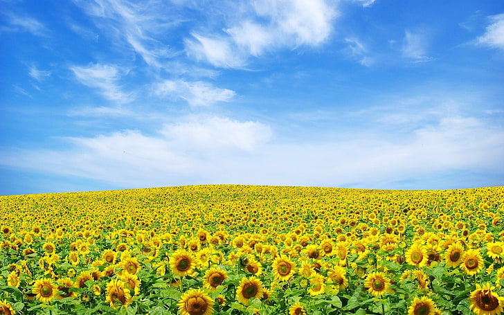 Sunflower Landscape Painting, springtime, flowering plant, no people, tranquil scene Free HD Wallpaper