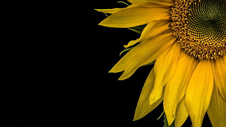 Sunflower, macro, sunflower Free HD Wallpaper