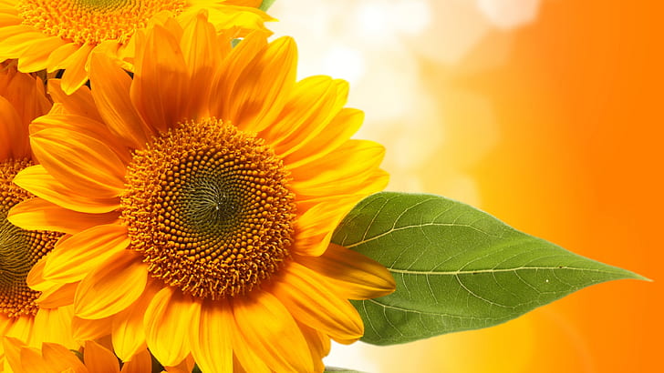 Sunflower, petals, orange, sunflowers, yellow Free HD Wallpaper