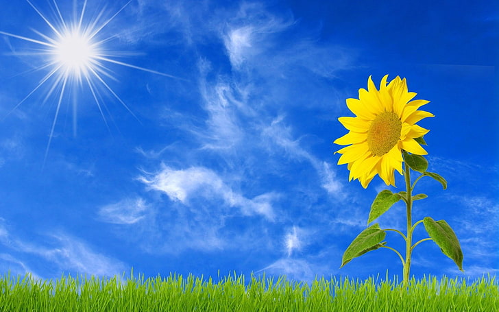 Sunflower Single Flower, flowering plant, cloud  sky, springtime, vibrant color Free HD Wallpaper