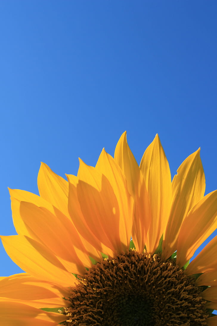 Sunflower with Stem, single, beautiful, plant, copy Free HD Wallpaper