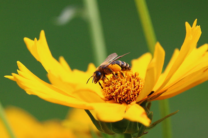 Sunflowers and Bumble Bees, pollen, springtime, flora, insect Free HD Wallpaper