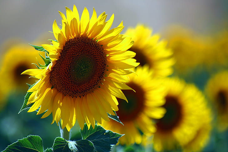 Sunny Sunflower, growth, plant, sunlight, petal Free HD Wallpaper