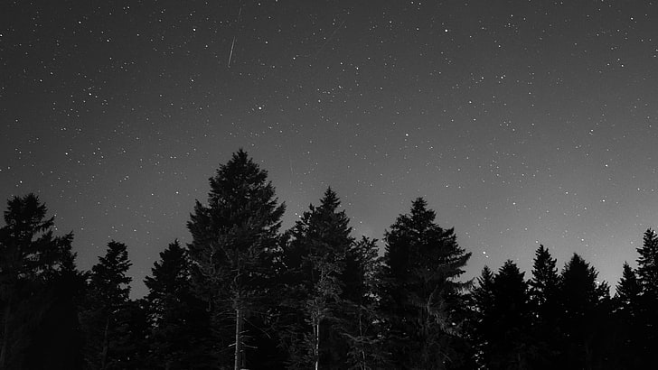 The Night Sky with Moon, starry night, forest, trees,, monochrome