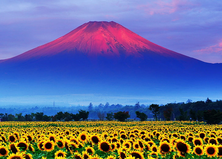 Tulip Bulbs Netherlands, sunflower, land, mountain, landscape