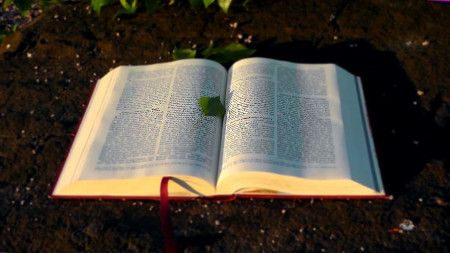 Vintage Bible, sunlight, information, reading, day Free HD Wallpaper