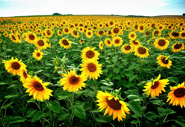 Wild Sunflower Field, sonne, summer, agriculture, sunflower Free HD Wallpaper