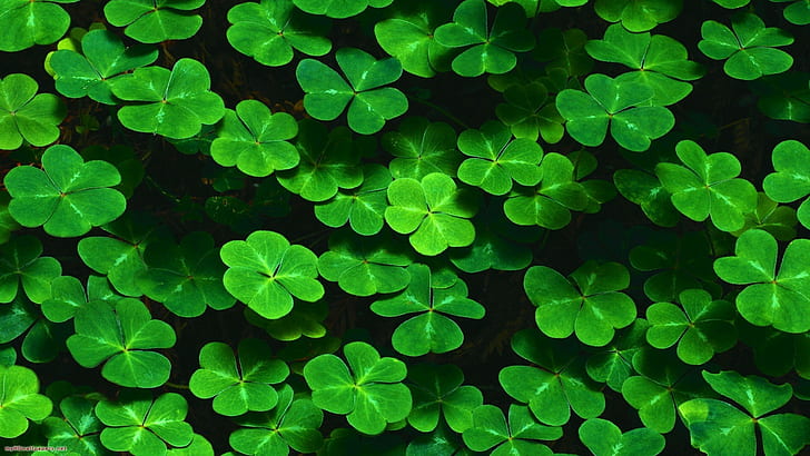 4 Leaf Clover, nature, shamrock, leaves, green Free HD Wallpaper