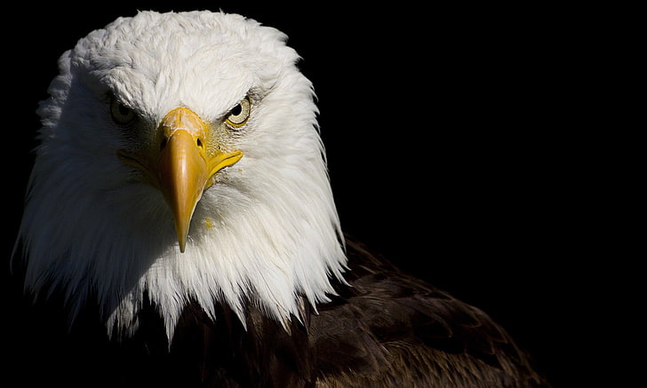 American Bald Eagle, nature, one animal, studio shot, animal themes Free HD Wallpaper