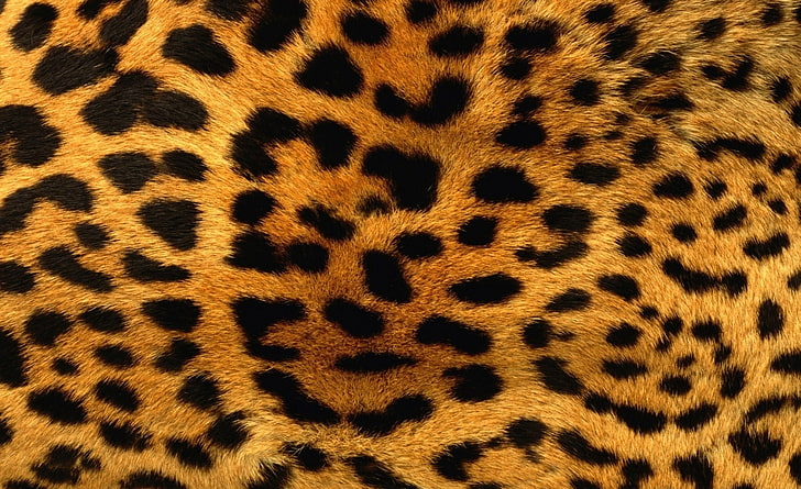 Animal Prints, cheetah, wild, big cat, animal wildlife