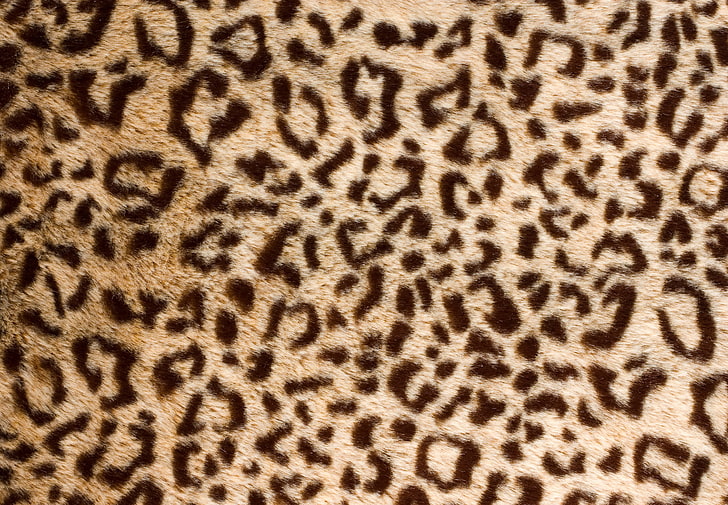 Animal Skin Prints, animals in the wild, textured, closeup, animal wildlife