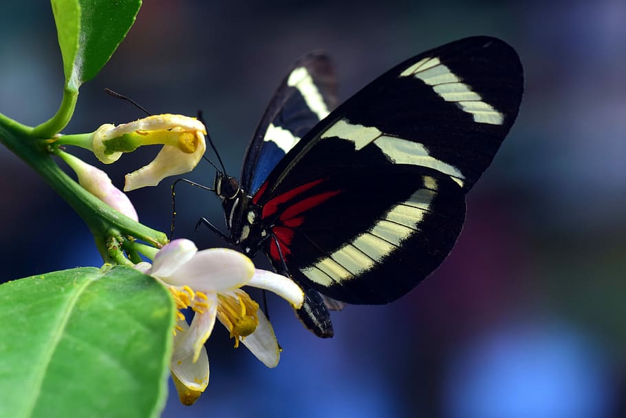 animals in the wild, beauty in nature, leaf, exotic