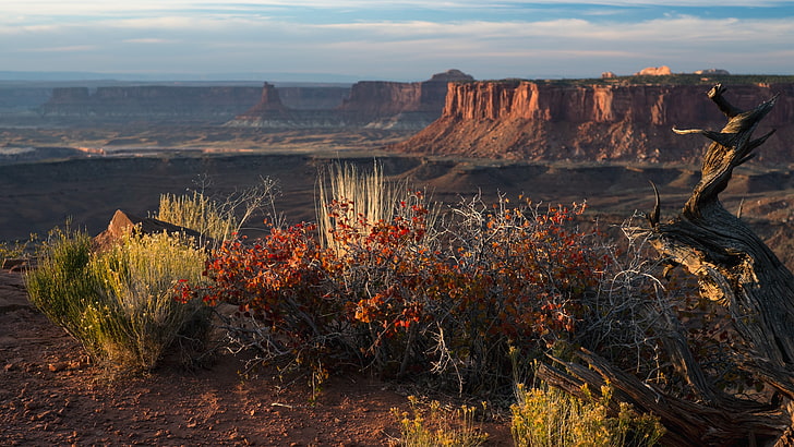 Arches National Park, tree, natural landmark, geology, canyon Free HD Wallpaper