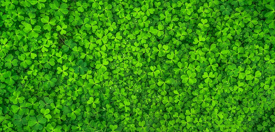 Artificial Green Plants, shamrock, directly above, closeup, top Free HD Wallpaper