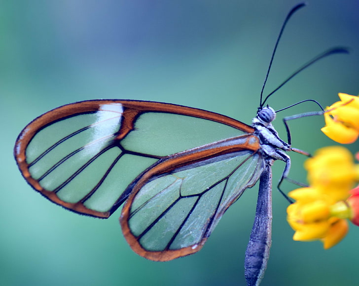 Atlas Blue Butterfly, pollination, tropical, purple, closeup Free HD Wallpaper