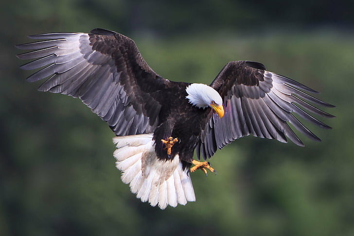 Bald Eagle Bird, bird of prey, carnivore, flying, feather Free HD Wallpaper