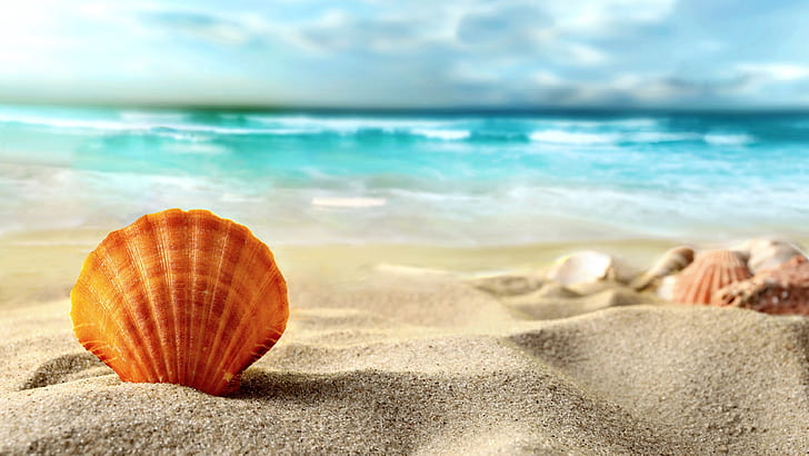 Beautiful Sea Shells, beach,, brown, sands,, sea,